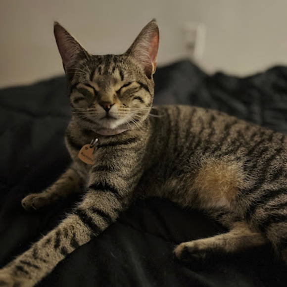 Meet your Posher, Amber - Picture 2 of 3